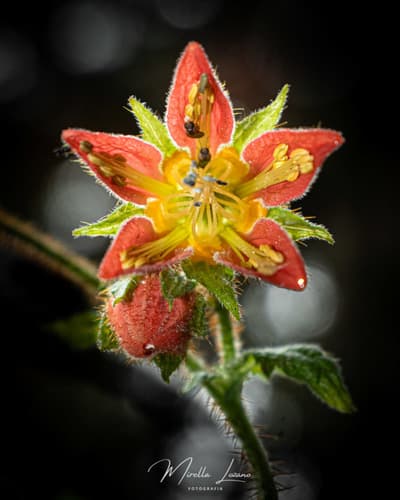 Nasa lambayequensis