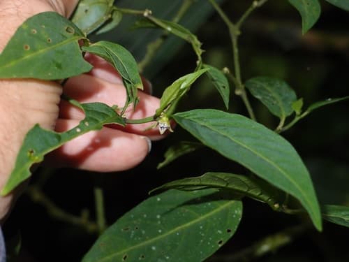 Deprea peruviana