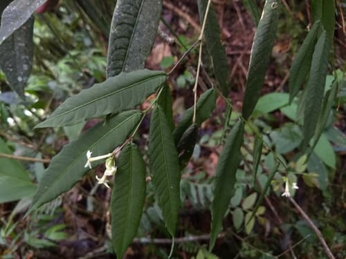 Reticulate Cestrum