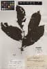 Solanum dasyneuron
