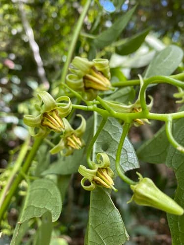 Solanum melissarum