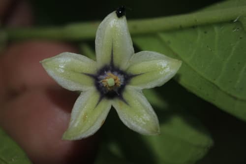 Cuatresia exiguiflora