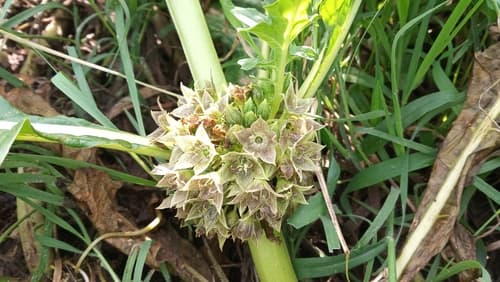Jaborosa sativa