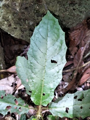 Solanum macoorai