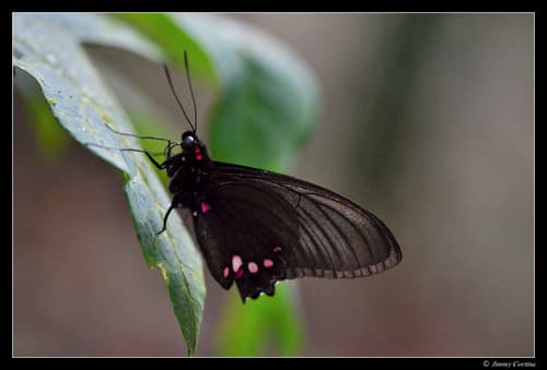 Heraclides hyppason