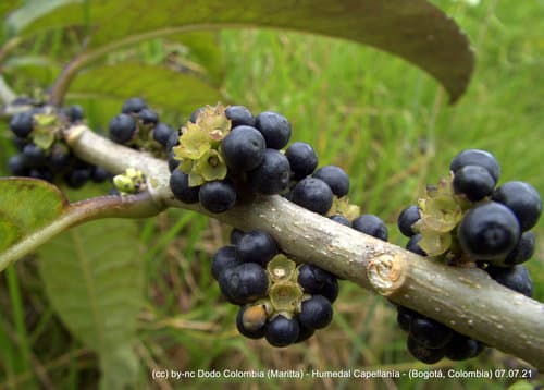 Cestrum mutisii