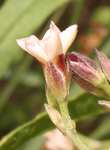 Convolvulus aschersonii