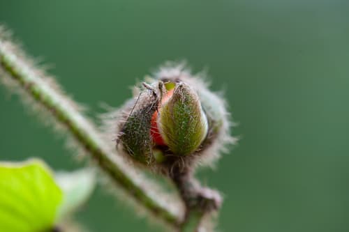 Argyreia velutina