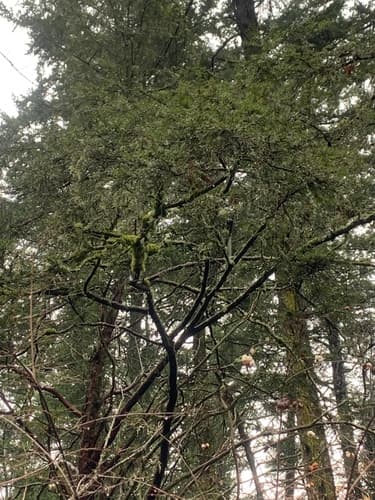 Pacific yew