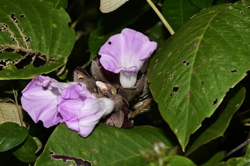 Argyreia pierreana