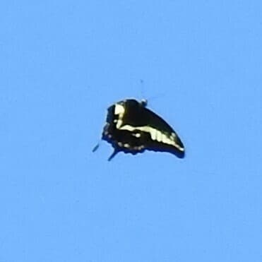 Bush Kite Swallowtail