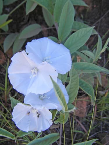 Jacquemontia selloi