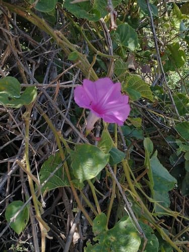 Ipomoea bonsai