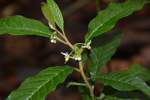Glossy Nightshade