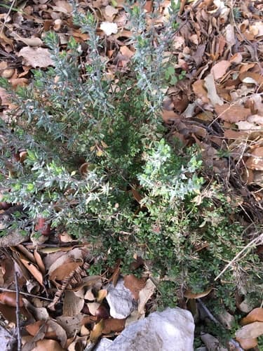 Thyme