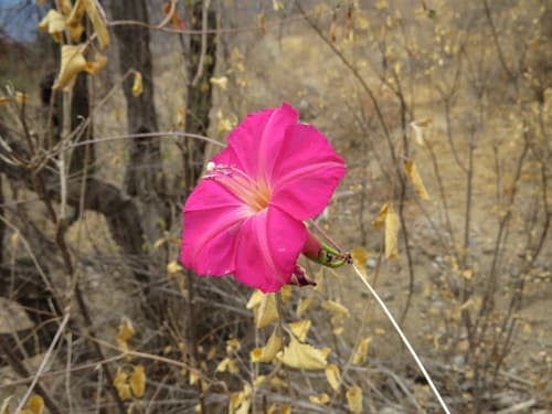 Ipomoea alexandrae