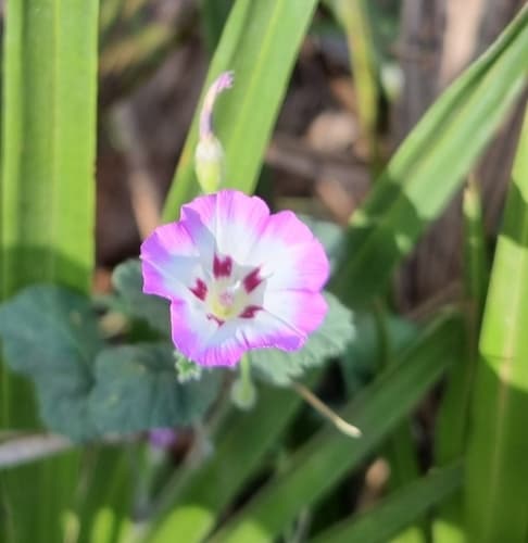 Convolvulus vidalii