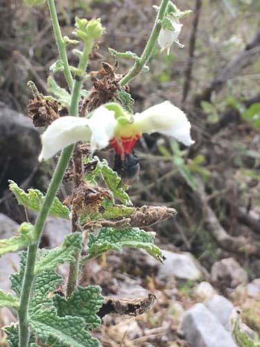 Nasa carunculata