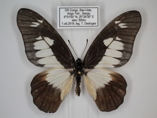 Odin's Graphium