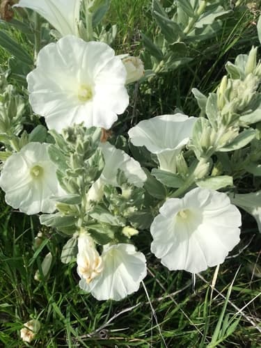 Ipomoea ciervensis