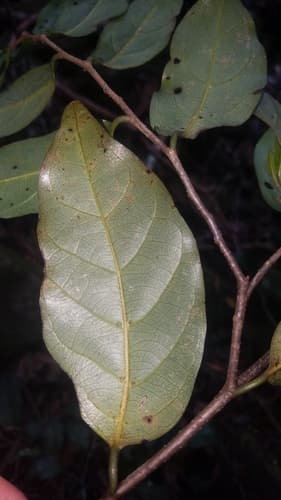 Alangium vitiense