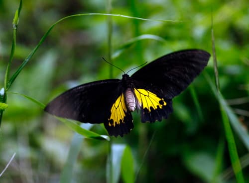 Oblong-spotted Birdwing