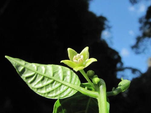 Deprea pedrazae