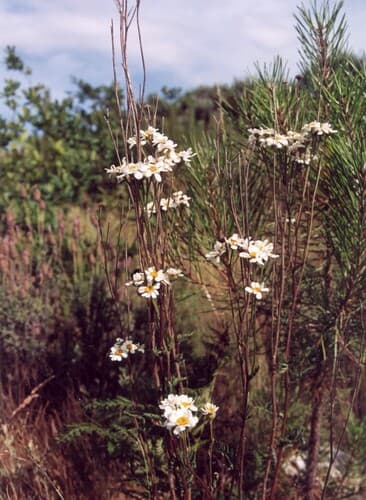 Feverfew