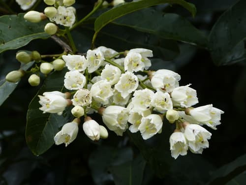 Maripa longifolia