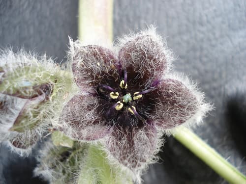 Jaborosa rotacea