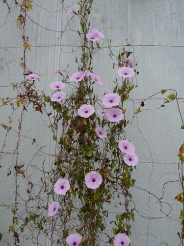 Ipomoea mombassana