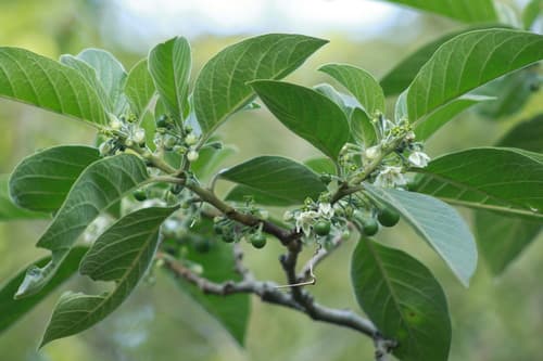 Athenaea velutina