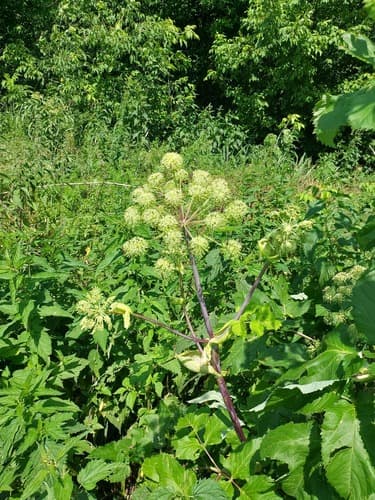 Angelica