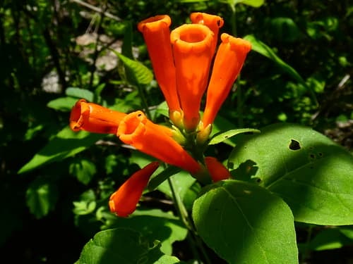 Cestrum sotonunezii