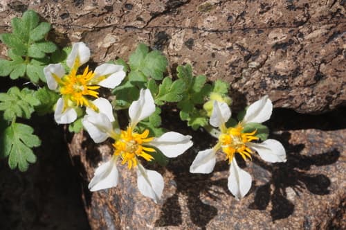 Caiophora pulchella