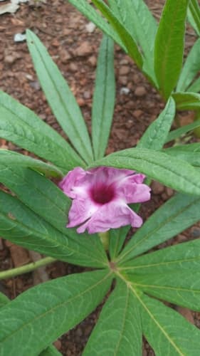 Ipomoea gigantea