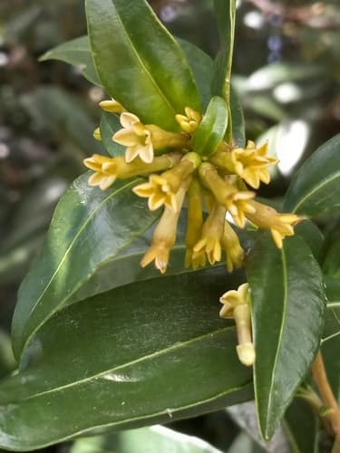 Daphnelike cestrum