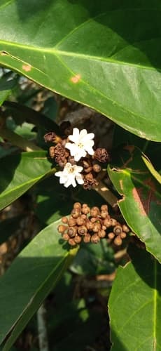 Panicled Erycibe