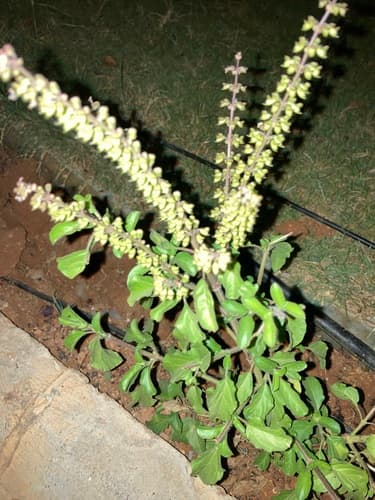Holy Basil