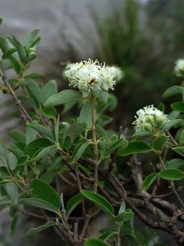 Pringle's Deutzia
