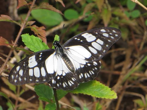 Eastern White Lady