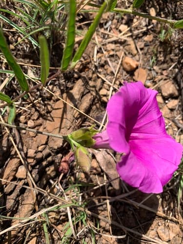 Ipomoea robertsiana