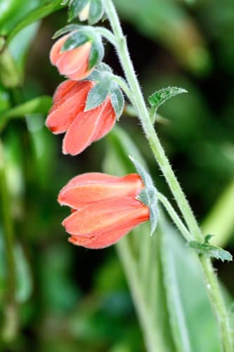 Nasa tingomariensis