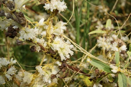Cuscuta costaricensis