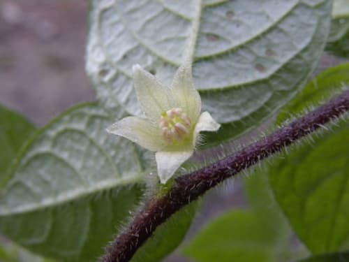 Deprea andersonii