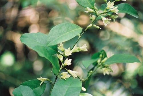 Calycobolus cabrae