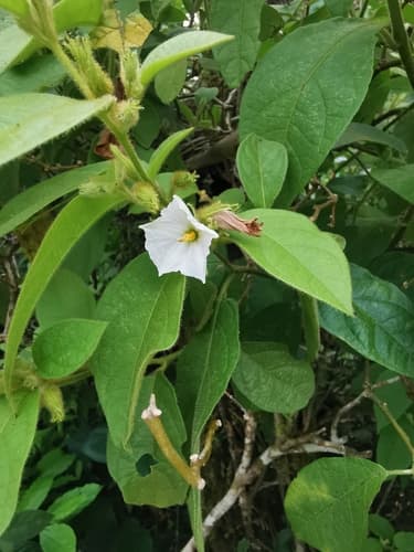 Lycianthes purpusii