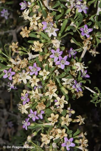 Lycium petraeum