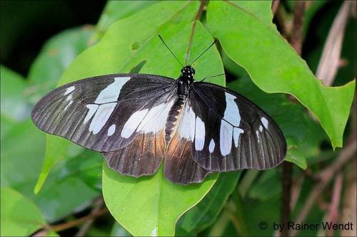Boisduval’s White Lady