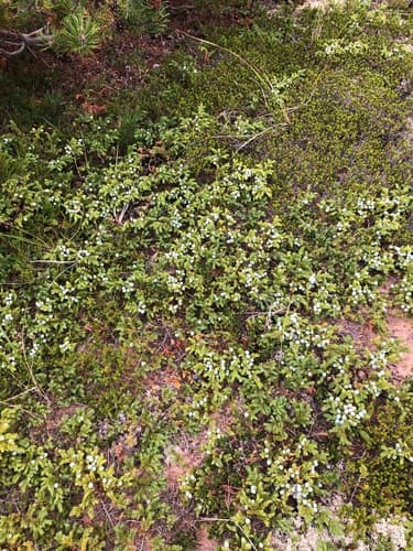 Juniper